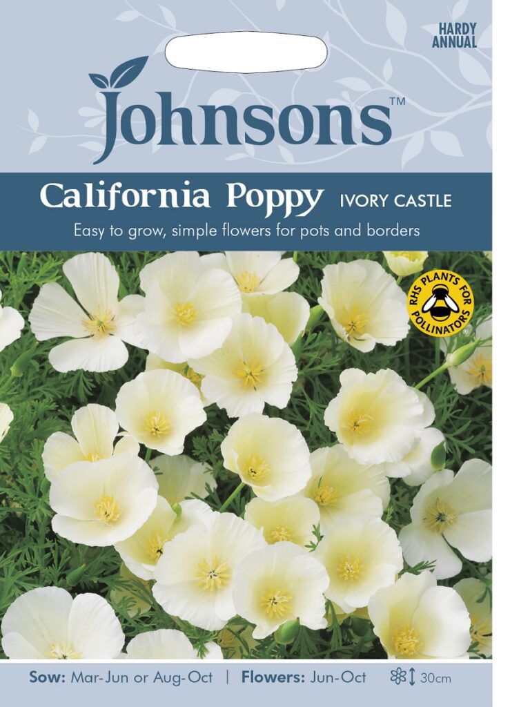Kalifornia läänemagun ‘Ivory Castle’ – Kuuse Aiand