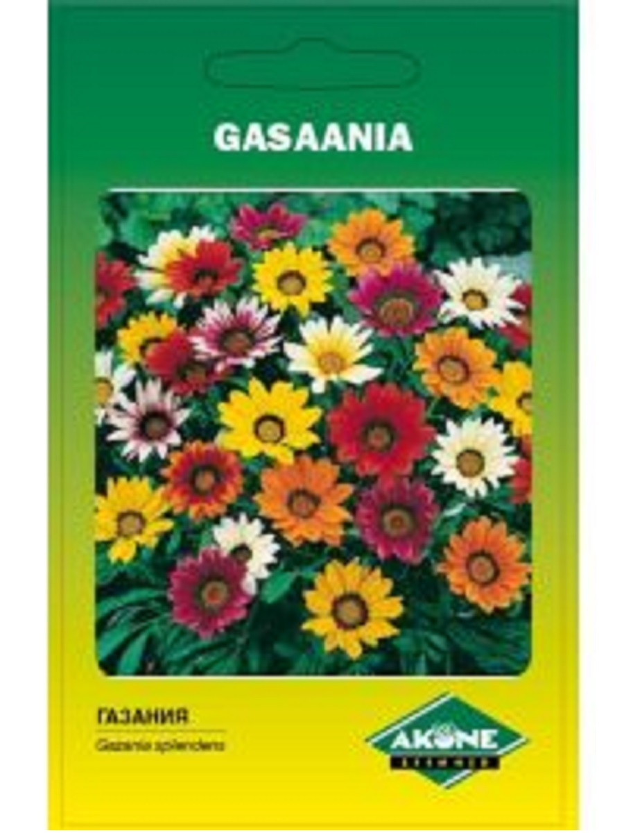 Gasaania