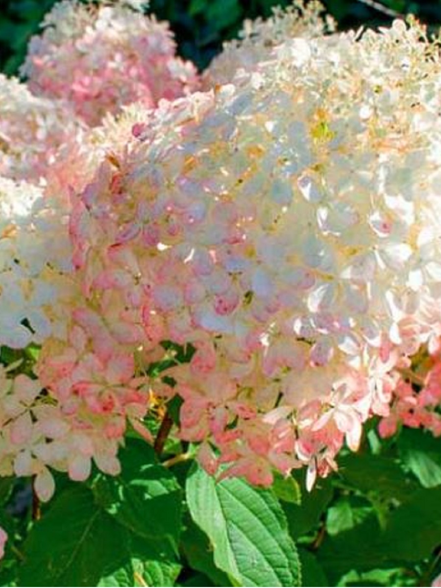 Aedhortensia 'Phantom'