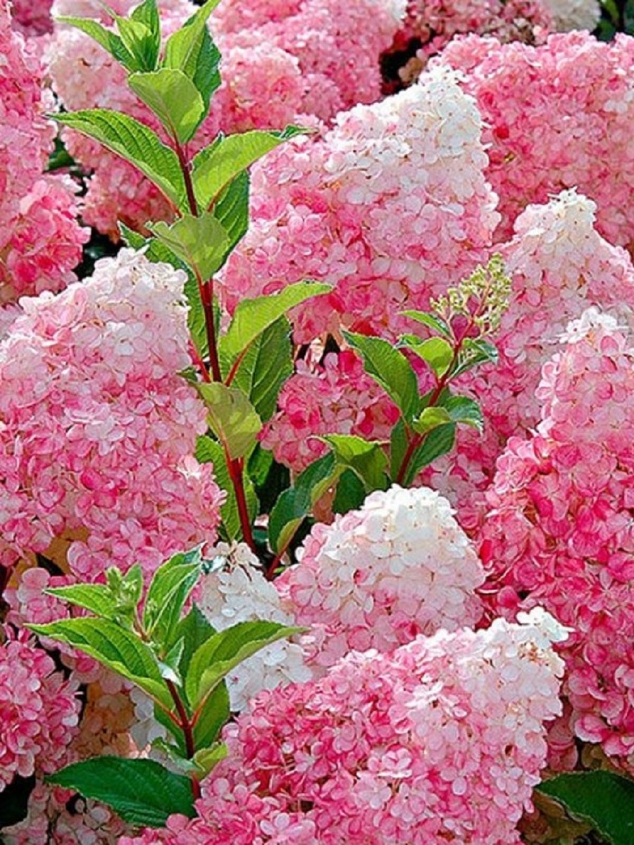 Aedhortensia 'Vanille Fraise'