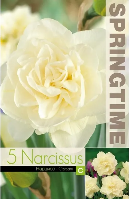 Nartsiss 'Obdam'