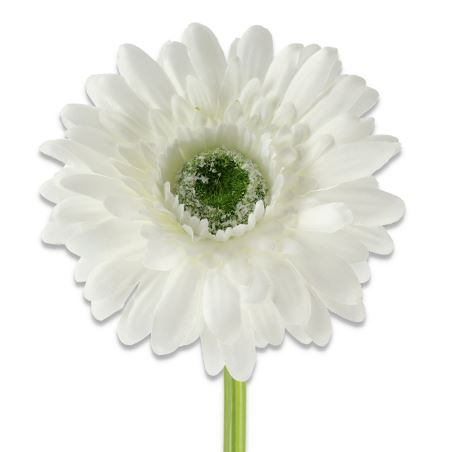 gerbera oks valge