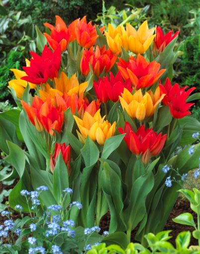 Tulp Toendra Tulp looduslik segu – Kuuse Aiand