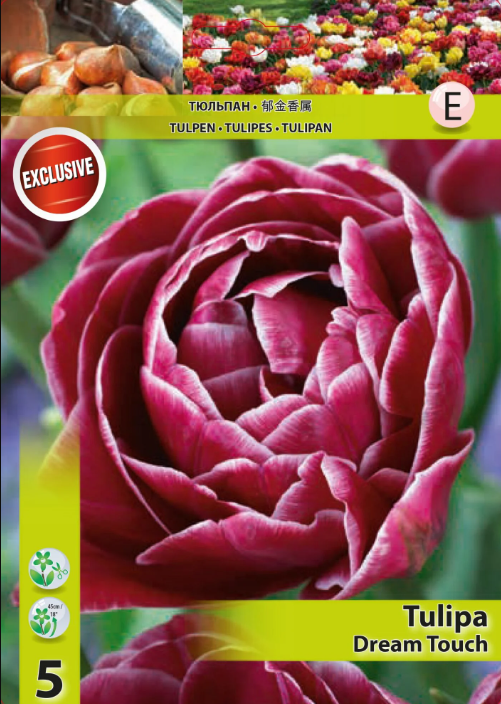 Tulp 'Dream Touch'